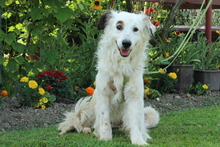JIMMY, Hund, Mischlingshund in Hagen - Bild 2