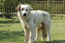 JIMMY, Hund, Mischlingshund in Hagen - Bild 3
