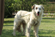 JIMMY, Hund, Mischlingshund in Hagen - Bild 4