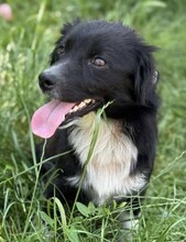 NICOLETTA, Hund, Mischlingshund in Rumänien - Bild 1