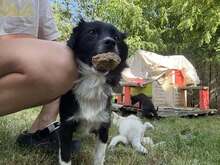 NICOLETTA, Hund, Mischlingshund in Rumänien - Bild 10