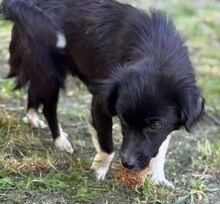 NICOLETTA, Hund, Mischlingshund in Rumänien - Bild 11