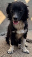 NICOLETTA, Hund, Mischlingshund in Rumänien - Bild 2