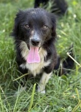 NICOLETTA, Hund, Mischlingshund in Rumänien - Bild 3