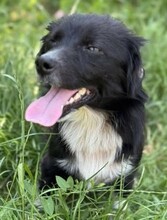 NICOLETTA, Hund, Mischlingshund in Rumänien - Bild 4