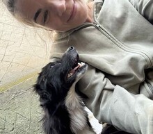 NICOLETTA, Hund, Mischlingshund in Rumänien - Bild 5