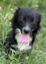 NICOLETTA, Hund, Mischlingshund in Rumänien - Bild 6