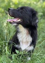 NICOLETTA, Hund, Mischlingshund in Rumänien - Bild 9