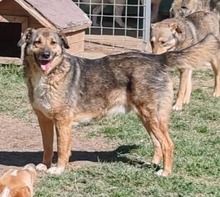 SCAPIN, Hund, Mischlingshund in Rumänien - Bild 1