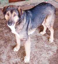 SCAPIN, Hund, Mischlingshund in Rumänien - Bild 2