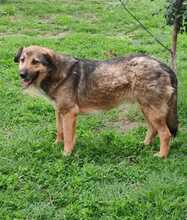 SCAPIN, Hund, Mischlingshund in Rumänien - Bild 3