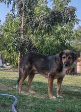 SCAPIN, Hund, Mischlingshund in Rumänien - Bild 4