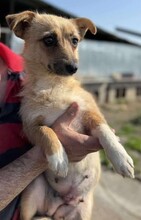 TIFFANY, Hund, Mischlingshund in Rumänien - Bild 1