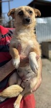 TIFFANY, Hund, Mischlingshund in Rumänien - Bild 10