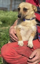 TIFFANY, Hund, Mischlingshund in Rumänien - Bild 11
