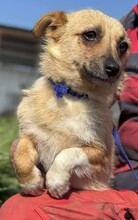 TIFFANY, Hund, Mischlingshund in Rumänien - Bild 12