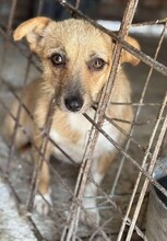 TIFFANY, Hund, Mischlingshund in Rumänien - Bild 13