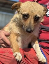 TIFFANY, Hund, Mischlingshund in Rumänien - Bild 3
