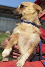 TIFFANY, Hund, Mischlingshund in Rumänien - Bild 5