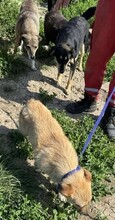 TIFFANY, Hund, Mischlingshund in Rumänien - Bild 6
