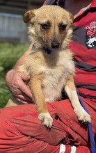 TIFFANY, Hund, Mischlingshund in Rumänien - Bild 7