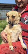 TIFFANY, Hund, Mischlingshund in Rumänien - Bild 9