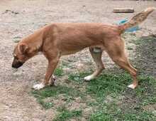 FOX, Hund, Mischlingshund in Rumänien - Bild 2