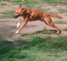 FOX, Hund, Mischlingshund in Rumänien - Bild 3