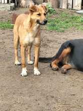 FOX, Hund, Mischlingshund in Rumänien - Bild 4