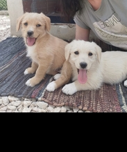 MILLI, Hund, Mischlingshund in Belgien - Bild 1