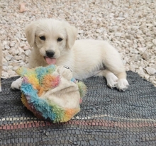 MILLI, Hund, Mischlingshund in Belgien - Bild 2