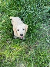 MILLI, Hund, Mischlingshund in Belgien - Bild 3