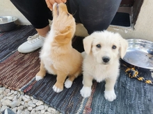 MILLI, Hund, Mischlingshund in Belgien - Bild 4
