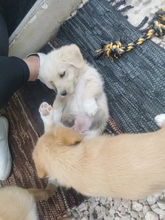 MILLI, Hund, Mischlingshund in Belgien - Bild 5