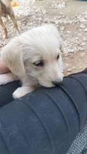 MILLI, Hund, Mischlingshund in Belgien - Bild 6