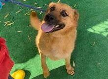 BILBO, Hund, Mischlingshund in Italien - Bild 1