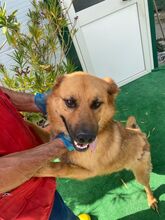 BILBO, Hund, Mischlingshund in Italien - Bild 2