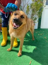 BILBO, Hund, Mischlingshund in Italien - Bild 3