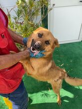 BILBO, Hund, Mischlingshund in Italien - Bild 4