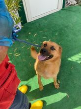 BILBO, Hund, Mischlingshund in Italien - Bild 5