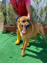 BILBO, Hund, Mischlingshund in Italien - Bild 6