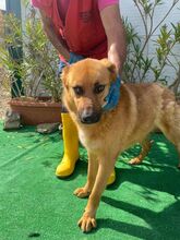 BILBO, Hund, Mischlingshund in Italien - Bild 7
