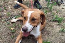 CINNEMON, Hund, Mischlingshund in Italien - Bild 1