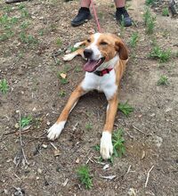 CINNEMON, Hund, Mischlingshund in Italien - Bild 2