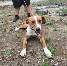 CINNEMON, Hund, Mischlingshund in Italien - Bild 3