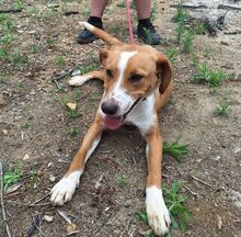 CINNEMON, Hund, Mischlingshund in Italien - Bild 4