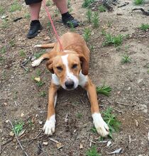 CINNEMON, Hund, Mischlingshund in Italien - Bild 5