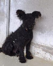 CINKA, Hund, Mischlingshund in Belgien - Bild 1