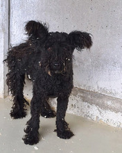 CINKA, Hund, Mischlingshund in Belgien - Bild 2