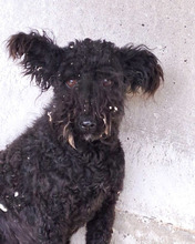 CINKA, Hund, Mischlingshund in Belgien - Bild 3